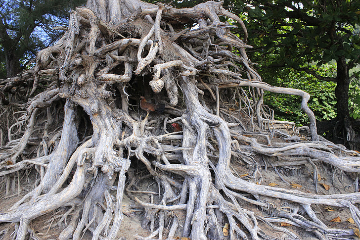 How Exterior Plumbing Systems Help Prevent Tree Root Intrusion